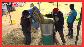 Mawega ma nyeki mũthemba wa Juncao grass MũgamboWaMũrĩmi Part 2 [upl. by Anemaj208]