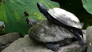 Chinese Pond Turtles Piggyback クサガメ：親亀の上に子亀を乗せて？ [upl. by Julee]