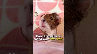 Stay awake Yeah… that’s not really my thing 😆 funny shorts guineadad guineapig pets [upl. by Lala70]