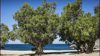 Tamarisk Trees and Their Significance in the Bible [upl. by Dier624]