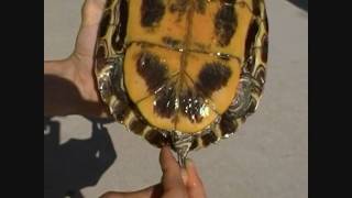 Red eared slider turtles mating dance [upl. by Oswald]