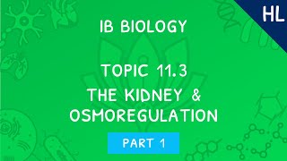 IB Biology Topic 113 HL The kidney amp osmoregulation  Part 1 [upl. by Ahselet]