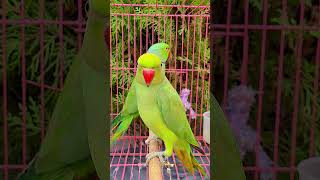 parrot parrottalking viralvideos trending shortvideosyoutube viralvideos trending youtube [upl. by Myrilla]