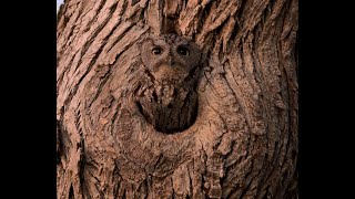 Western screech owl waking up before going out for its nightly hunt [upl. by Adur]