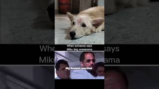 reaction memes doglover viralvideo petlover petparent shortvideo love mylife viralshorts [upl. by Elegna]