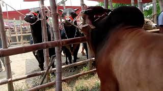 Hazratpur haat er boro boro goru dekhun giantgoru cow cattle eiduladha2024 giantgoru [upl. by Broeker]