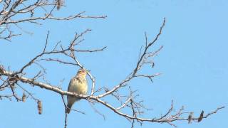 Woodlark Lullula arborea  erdei pacsorta [upl. by Hoffmann]