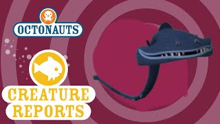 Octonauts Creature Reports  Gulper Eel [upl. by Aitsirk]