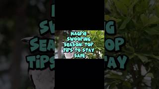 How to Stay Safe During Magpie Swooping Season MagpieSafety SwoopingSeason StaySafe howto [upl. by Genevieve]