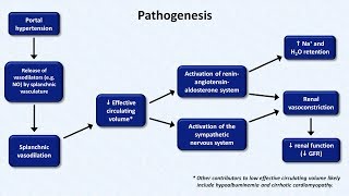 Hepatorenal Syndrome [upl. by Alemaj]