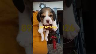 Beagle puppy for sale Dehradun Delhi Roorkee Bijnor Haridwar Lucknow Nodia Modinagar Moradabad [upl. by Sivolc]