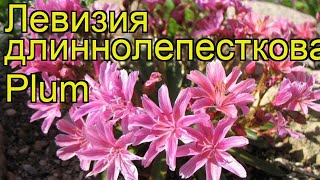 Левизия длиннолепестковая Плам Краткий обзор описание характеристик lewisia cotyledon Plum [upl. by Bannister]