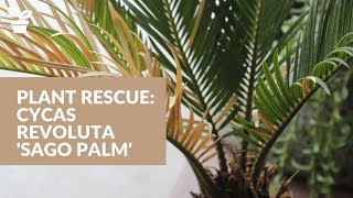 Plant Rescue Cycas Revoluta Sago Palm  Sago Palm Care [upl. by Yatnoj]