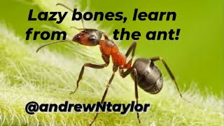 📖 Lazy bones learn from the 🐜 ant 📖 [upl. by Annayrb295]