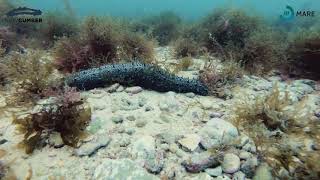 Holothuria mammata in TimeLapse [upl. by Mickie]