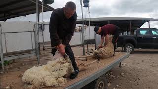 Shearing sheep outside in the cold hoe to shear sheep demonstration [upl. by Ashlan799]