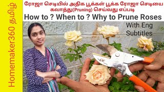 How To amp When To Prune Roses  ரோஜா செடியை கவாத்து செய்வது எப்படி  ரோஜா நிறைய பூக்க amp தளிர் வர [upl. by Snapp312]