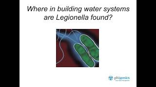 Ask the Expert Part 2 Where does Legionella grow biofilm [upl. by Aihtekal]