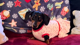 Miniature dachshund gets ready for Christmas ￼ [upl. by Hadeis]