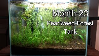 Month 23 PearlweedForest Tank new shrimp added moss ball growth ep3 [upl. by Angelica]