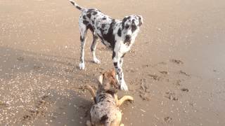 Catahoula Leopard Dog  Dayton Playing with great Dane [upl. by Hayikaz]