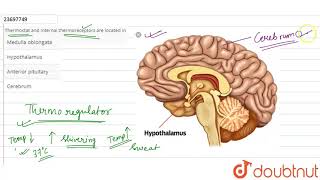 Thermostant and internal thermoreceptors are located in [upl. by Asilrac675]