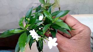 Growing Tips CHANDANITABERNAEMONTANA DIVARICATAPINWHEEL FLOWERNANDIVARDHANAM [upl. by Imelida]