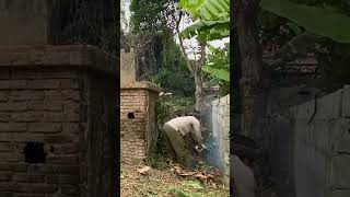 Cutting down trees clean up house cleanup cuttingdown clean [upl. by Elleirol]