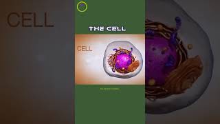 The Cell mediated 3D animation  Complete composition of cell  Cell Membrane to DNA 🧬 [upl. by Cornia]