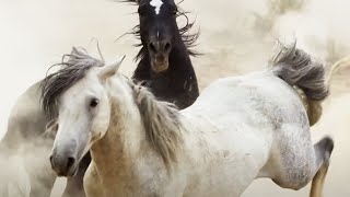 Brutal Stallion Mating Fight  Planet Earth II  BBC Earth [upl. by Belldame]