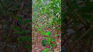 Tilawat beautifulquranrecitation nature urdu beautifulislamicscripture quranrecitation nature [upl. by Tennos192]