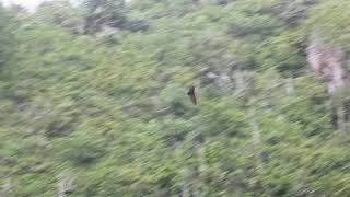 Mariana fruit bat Pteropus mariannus flying on Rota island [upl. by Sion514]