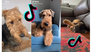 😍 Cutest Airedale Terrier 😂 Funny and Cute Airedale Terrier Puppies and Dogs Videos [upl. by Lednik304]