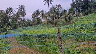 PAANO MAGPARAMI NG BUNGA SA BARAKONG AMPALAYA   AMPALAYA  BITTER GOURD PROBLEMS [upl. by Salvucci585]