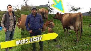 Cómo criar buen4s vacas Jersey Hacienda los Alpes [upl. by Redienhcs]