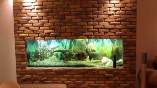 my in wall fish tank phase 1 of 2 [upl. by Aibar]