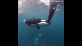 Orcas Disrupt Boat Race Near Spain In Latest Display Of Dangerous Puzzling Behavior [upl. by Ailesor]