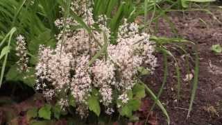 Tiarella cordifolia  Schaumblüte Foam Flower [upl. by Chelsae357]