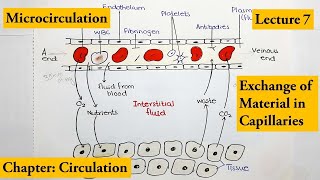 Micro circulation How exchange of material occurs through capillaries Video  7 [upl. by Airdnaxila]