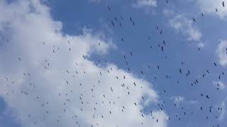 FREEDIO quotBirds flying in skyquot royalty free HD stock video footage [upl. by Erkan]