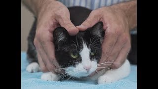 How to pick up a cat like a pro  Vet advice on cat handling [upl. by Erina]