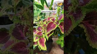 coleus coleusplant plantcare homegarden plantlovers garden gardening plantshorts ytshorts [upl. by Sabanrab262]