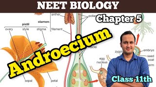 Androeciumstamensmorphology of flowering plants 🪴 NCERTbiology  Class 11  Chapter 5 [upl. by Yantruoc]