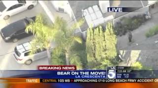 KTLA5  Man sees bear on driveway [upl. by Adlesirg873]