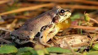 Texas Wild Streckers chorus frogs and chorus [upl. by Lennor]