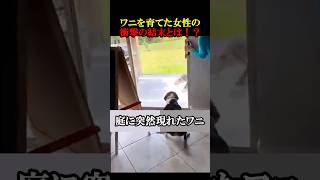 ㊗️50万回再生！ワニを育てた女性の衝撃の結末とは！？ 動物 感動 animals [upl. by Cynarra]