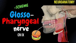 CN 9 Glossopharyngeal nerve SIMPLE Scheme  Visuals [upl. by Einnaej]