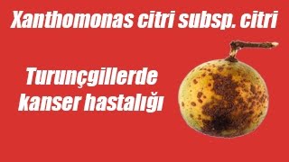 Turunçgillerde Kanser Hastalığı Xanthomonas citri subsp citri [upl. by Maynord686]