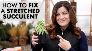 How to Fix a Leggy or Stretched Succulent ✂️🌵 Garden Answer [upl. by Della]