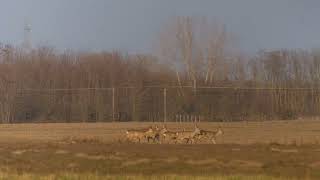 Deers with Tokina SD 400mm f56 [upl. by Valle]